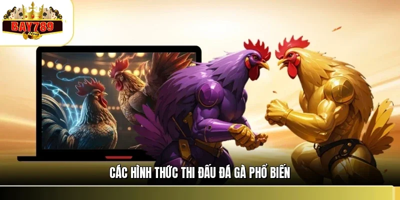 Đá Gà BAY789 2 Các hình thức thi đấu đá gà phổ biến